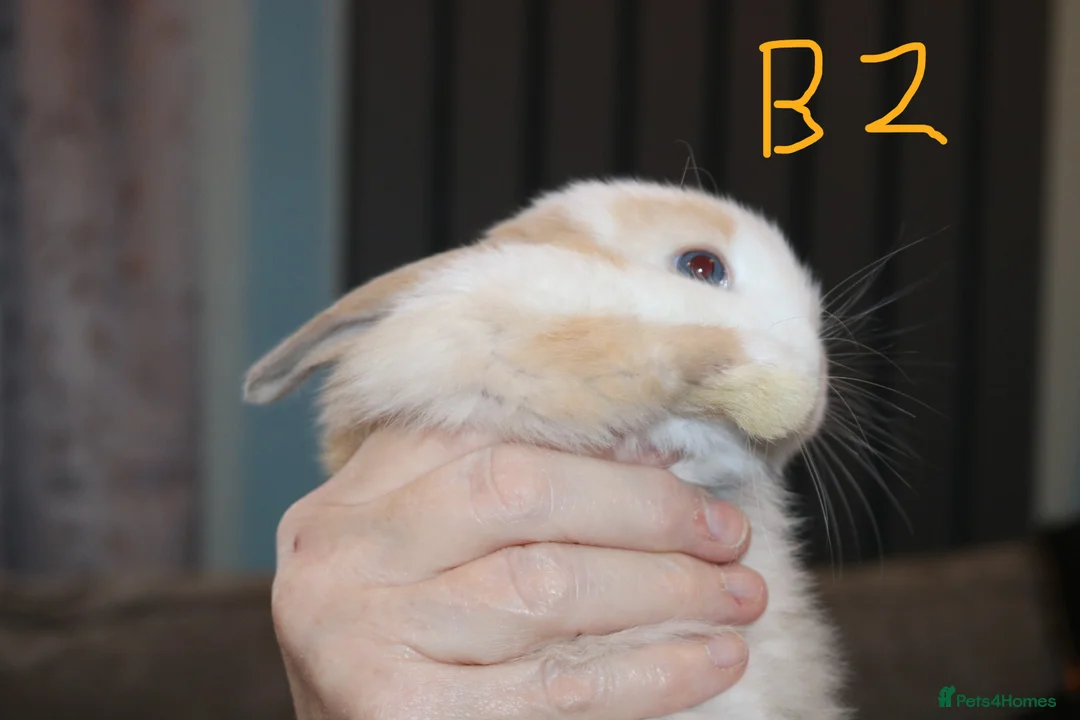 Mini Lop rabbits for sale: Mini Lop babies x 3 - Advert 9