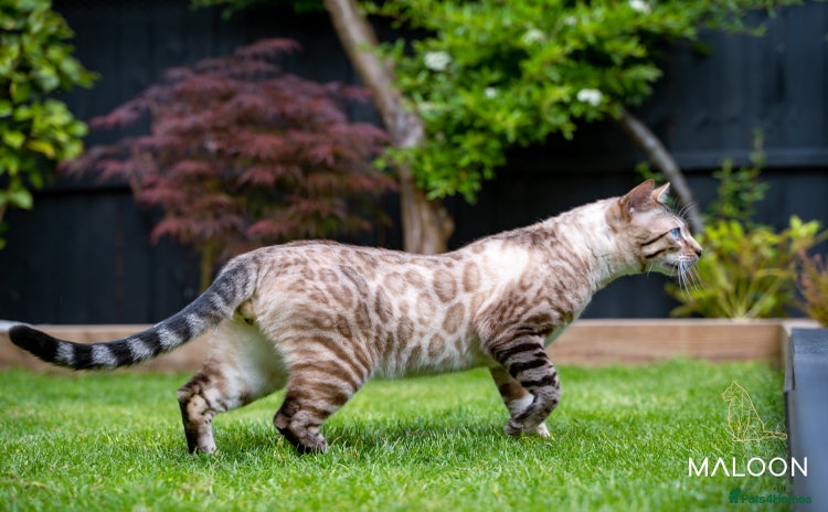 Bengal cats - Advert 11