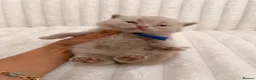 British Shorthair cats for sale:     British Shorthair Kittens Loving Pet Homes - Advert 8