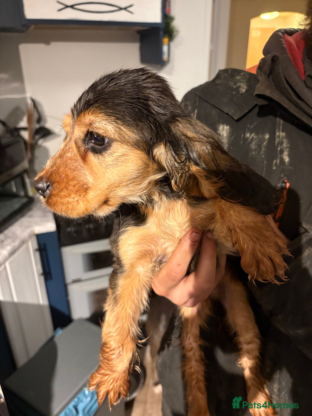 Cocker Spaniel dogs for sale: Show cocker spaniel puppies - Advert 7