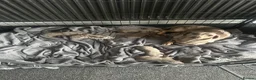Miniature Dachshund dogs for sale: Miniature dachshund in Stoke-on-Trent - Advert 6