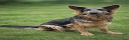 German Shepherd dogs for sale: 2 healthy straight back KC registered male GSP's  - Advert 12