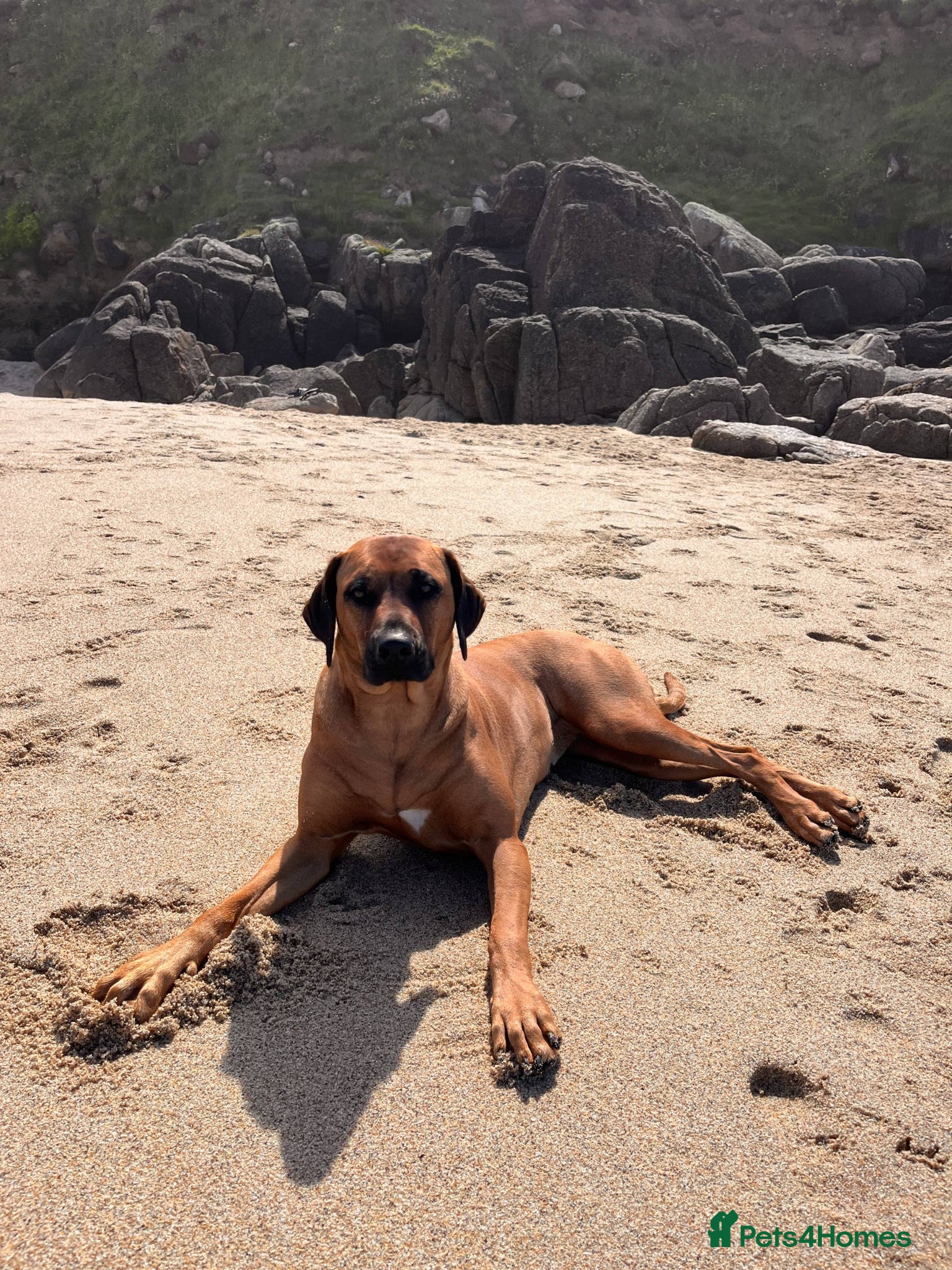 Rhodesian Ridgeback dogs for sale: Waiting List Open - Due 12th June in Melksham - Advert 7