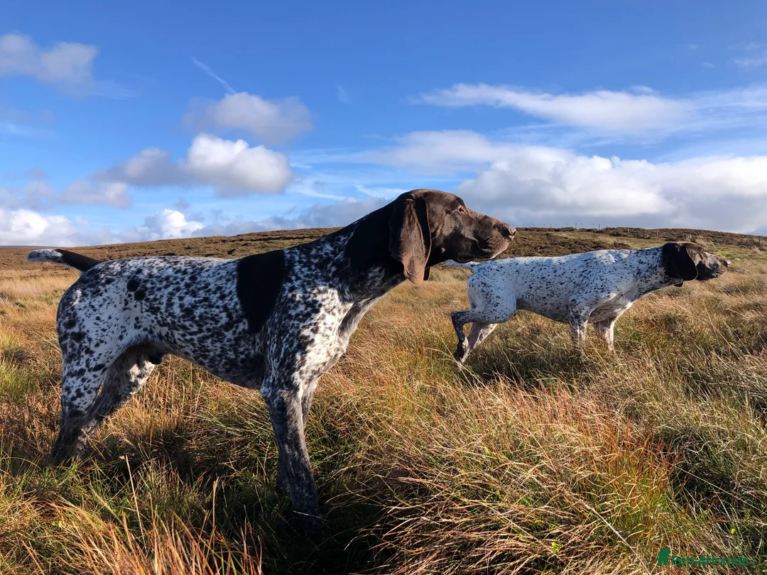 German Shorthaired Pointer dogs for stud: Excellent example Gsp kc and health tested. STUD in Lancaster - Advert 15