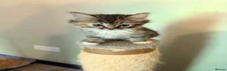 Ragdoll cats for sale: 3/4 Ragdoll Kittens - all long haired beauties  - Advert 23