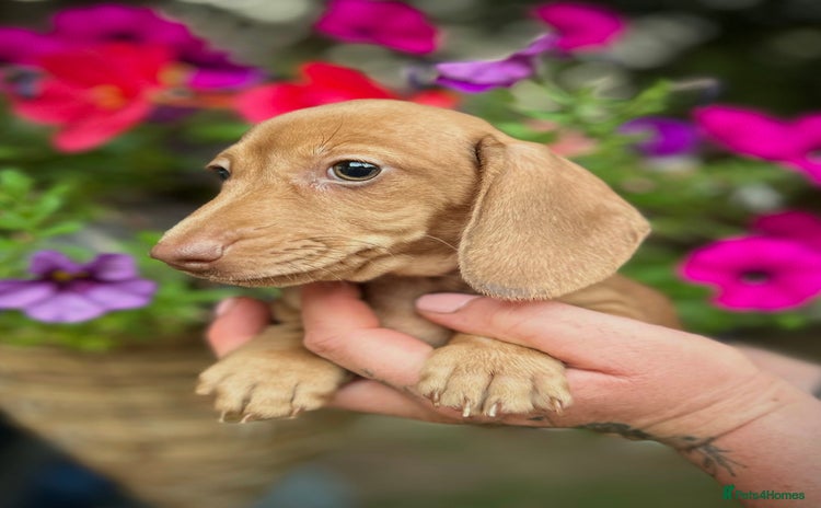 Miniature Dachshund dogs - Advert 5