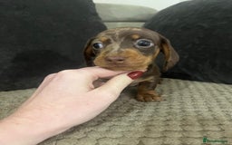 Miniature Dachshund dogs for sale: 🐾 Miniature Dachshund Puppies Available🐾 - Image 13
