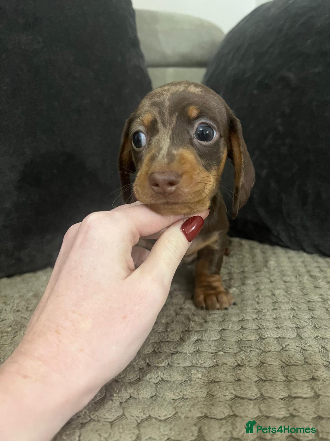 Miniature Dachshund dogs for sale: 🐾 Miniature Dachshund Puppies Available🐾 - Image 13