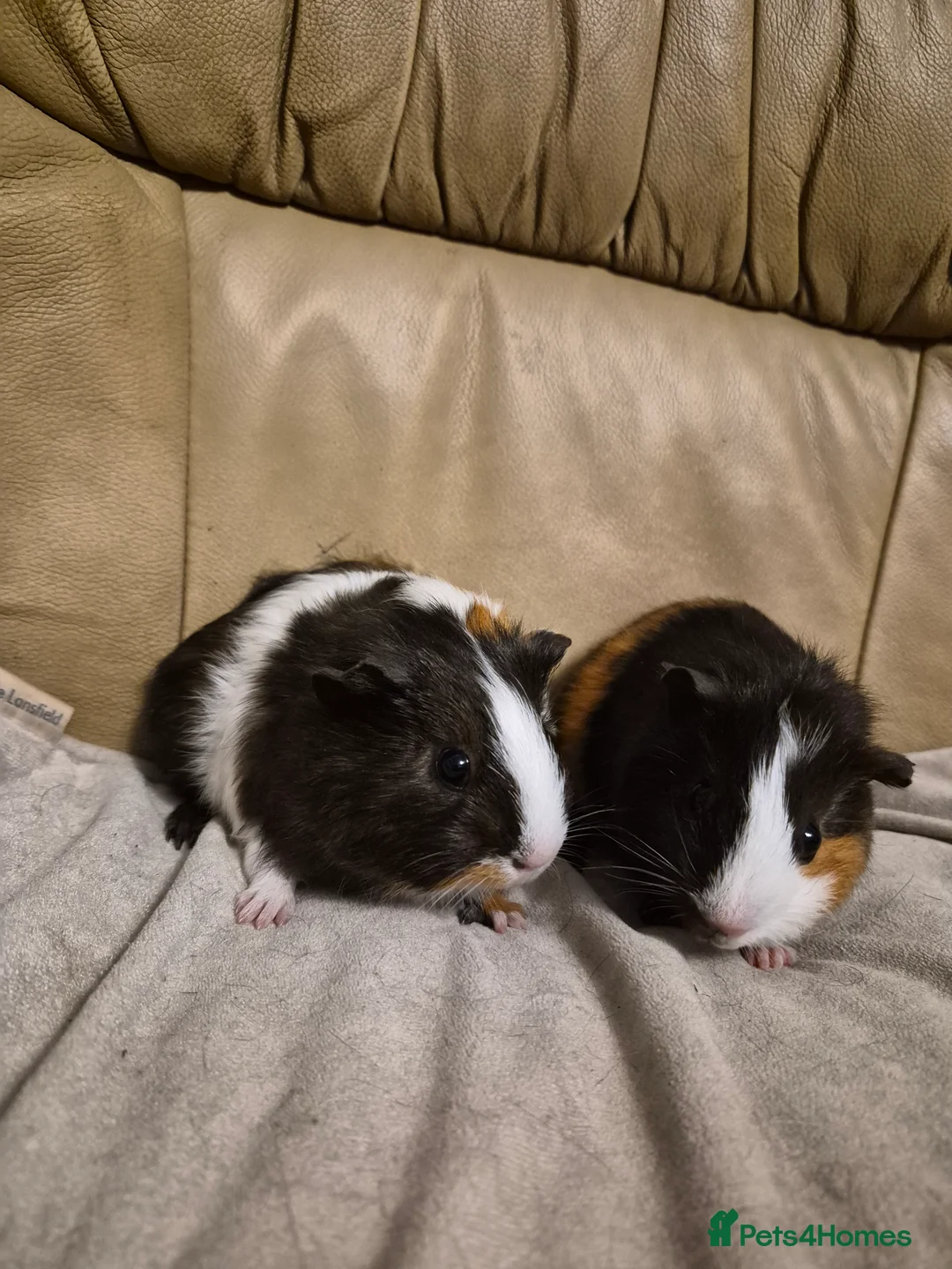 Guinea Pig rodents for sale: 3 Adorable Female Guinea Pigs - Advert 2