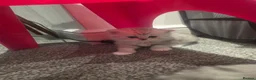 Ragdoll cats for sale: Ragdoll x persian kittens  - Advert 16