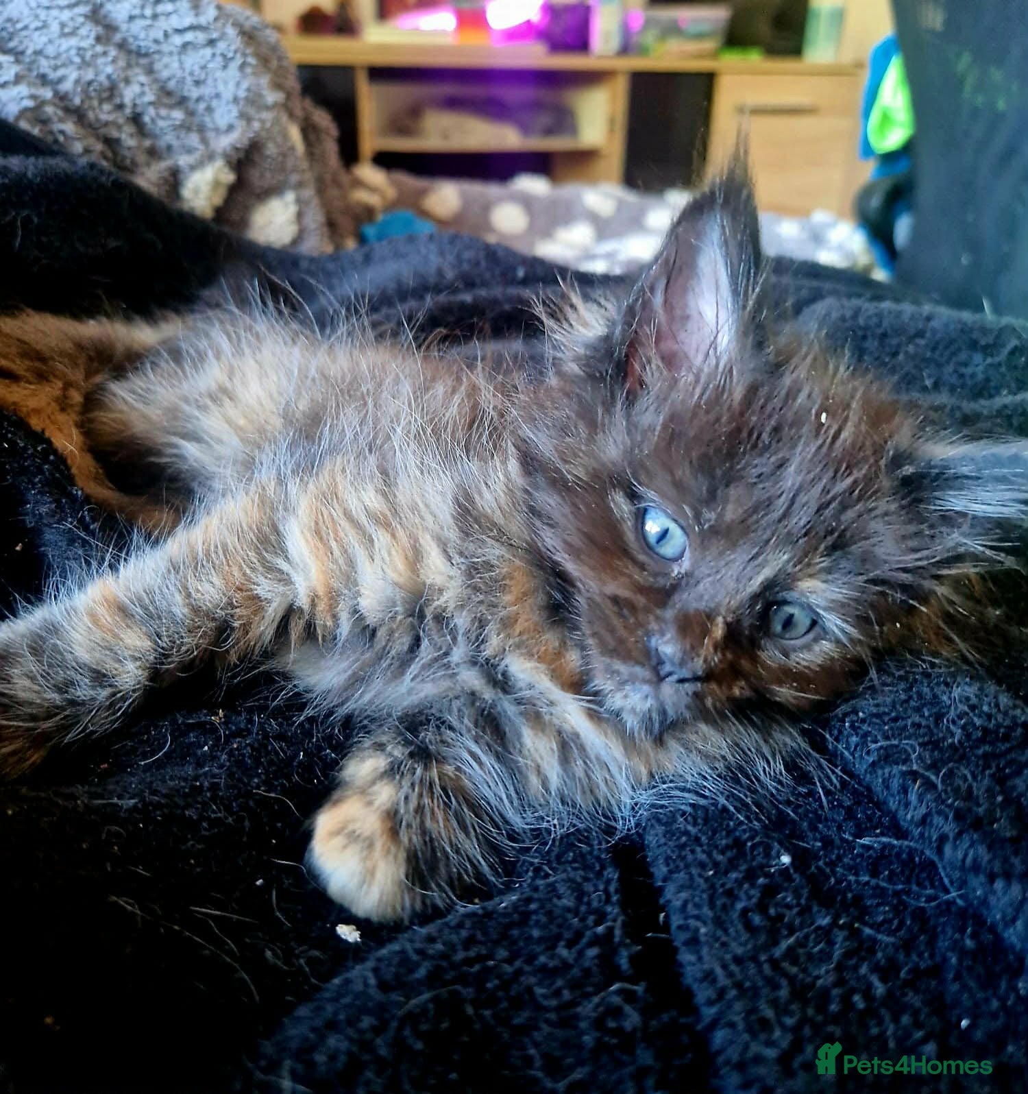 Maine Coon cats maine coon kittens beautiful kittens  - Advert 8