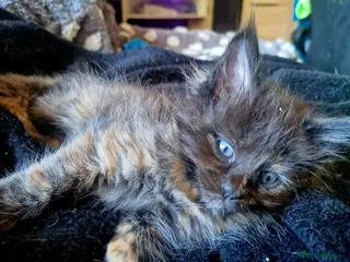 Maine Coon cats maine coon kittens beautiful kittens - Advert 8