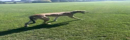 Lurcher dogs for stud: Saluki bull greyhound  in Darlington - Advert 2