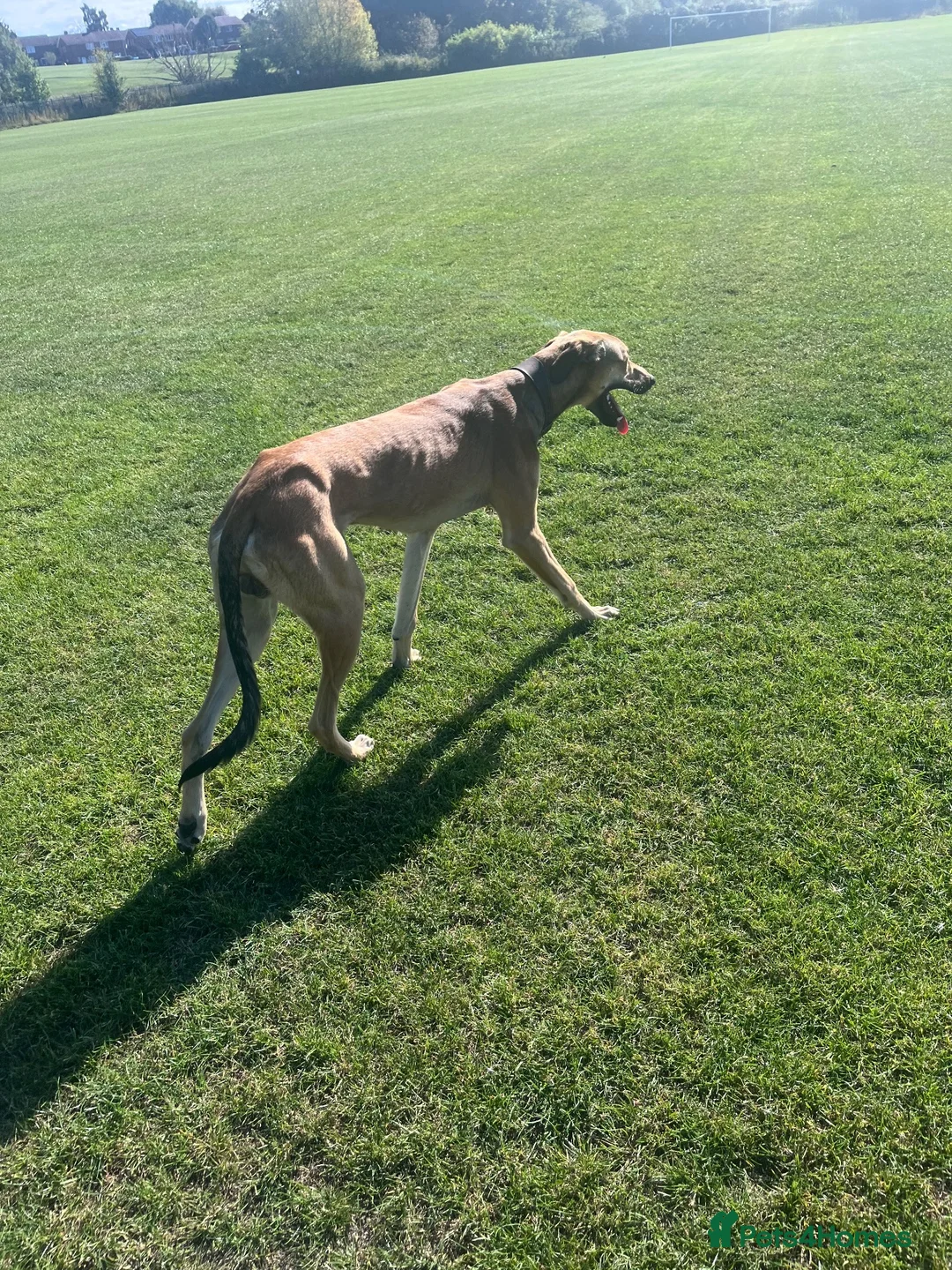 Lurcher dogs for stud: Saluki bull greyhound  in Darlington - Advert 2