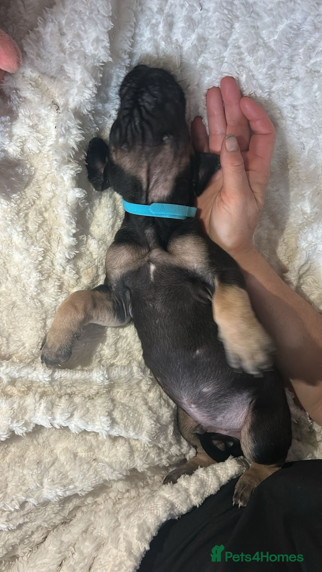 Great Dane dogs for sale: Great dane puppies for sale  - Image 14