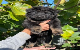 German Shepherd dogs for sale: Quality Kc Reg German shepherds - Image 1