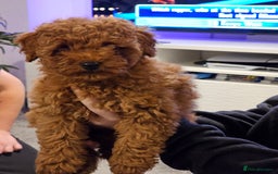 Toy Poodle dogs for sale: Female toy poodle kc reg  - Image 4
