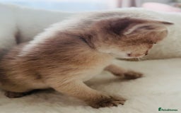 Abyssinian cats for sale: 🥇 5+ Gen Champ🏆 Fawn🤍Blue💙 girls🤎choco🧡ruddy - Image 13