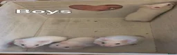 Hamster rodents for sale: Baby Syrian Hamsters ready now  - Advert 9