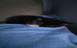 Mixed Breed cats for sale: Female kitten - Image 16