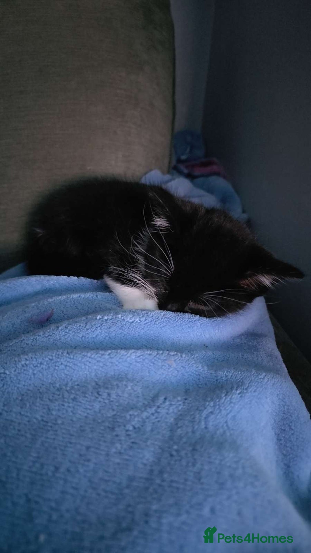 Mixed Breed cats for sale: Female kitten - Image 16