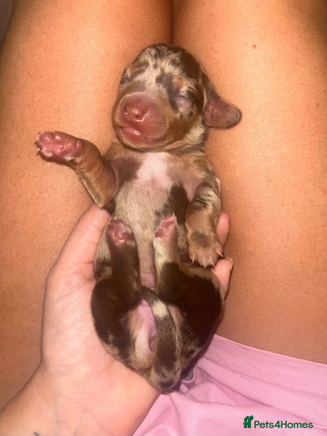 Miniature Dachshund dogs for sale: Kc true miniature dachshund  - Image 11