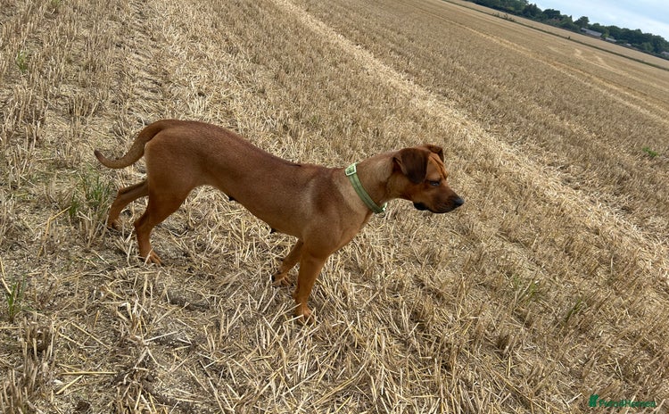 Rhodesian Ridgeback dogs - Advert 2