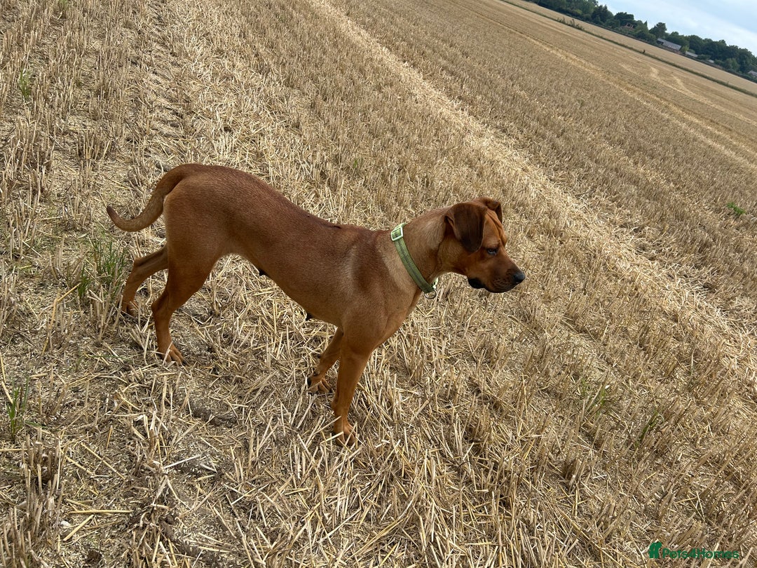 Rhodesian Ridgeback dogs for sale: Lady  - Image 1