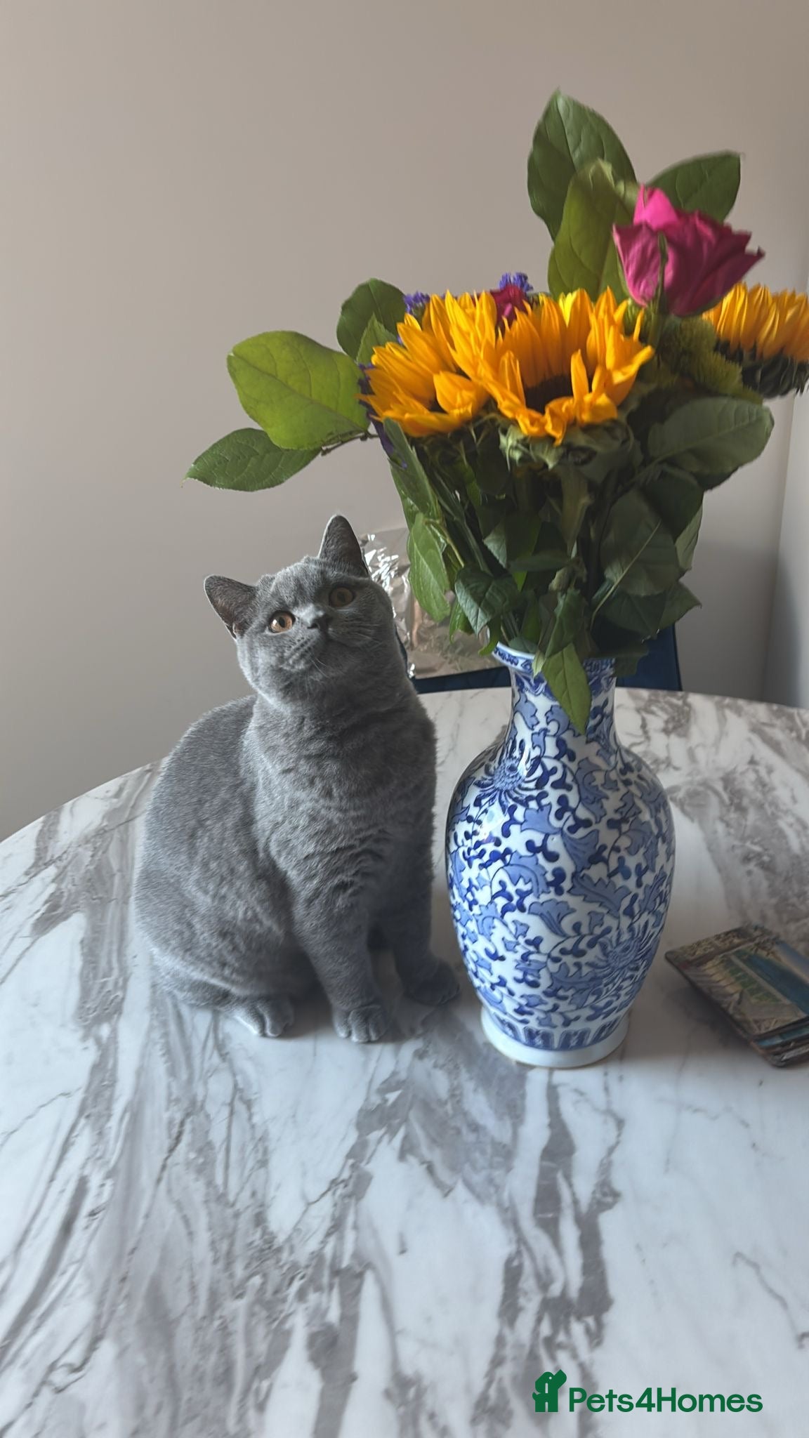 British Shorthair cats 🧸1 Remaining Chunky British Shorthair Kittens🧸 - Advert 3