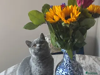 British Shorthair cats 🧸1 Remaining Chunky British Shorthair Kittens🧸 - Advert 3