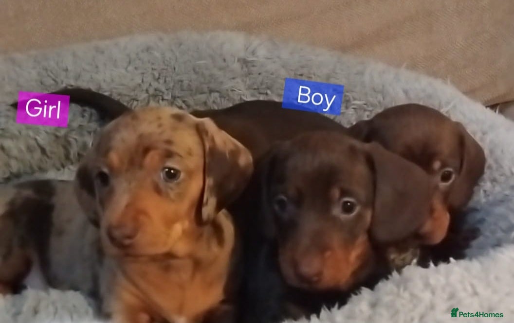 Miniature Dachshund dogs KC, PRA, ready to leave = 3 = January  - Advert 9