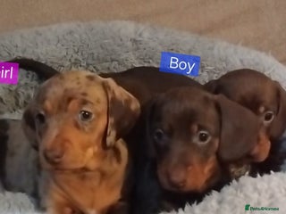Miniature Dachshund dogs KC, PRA, ready to leave = 3 = January - Advert 9