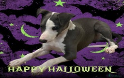 Whippet dogs for sale: ready now Kc reg heart and eye tested parents   - Image 1