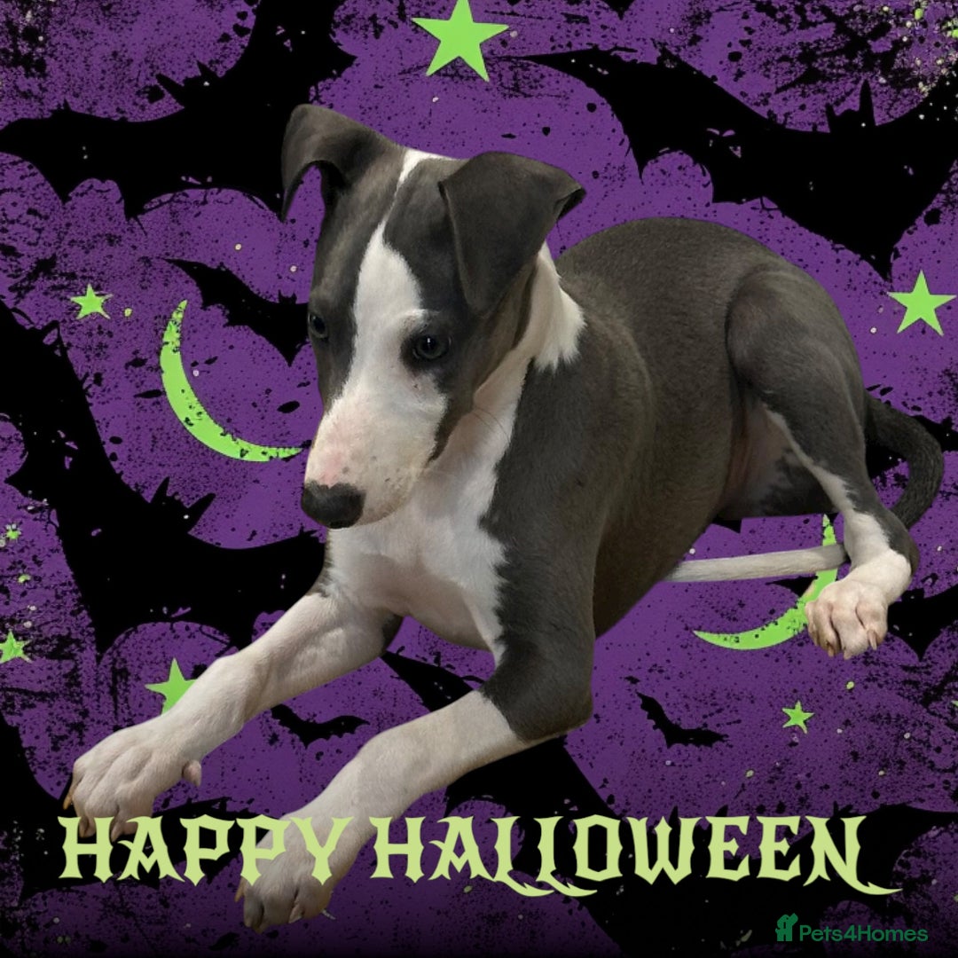 Whippet dogs for sale: ready now Kc reg heart and eye tested parents   - Image 1