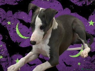 Whippet dogs - Advert 1