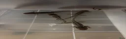 Axolotl reptiles for sale: Baby axolotls for sale - Advert 3