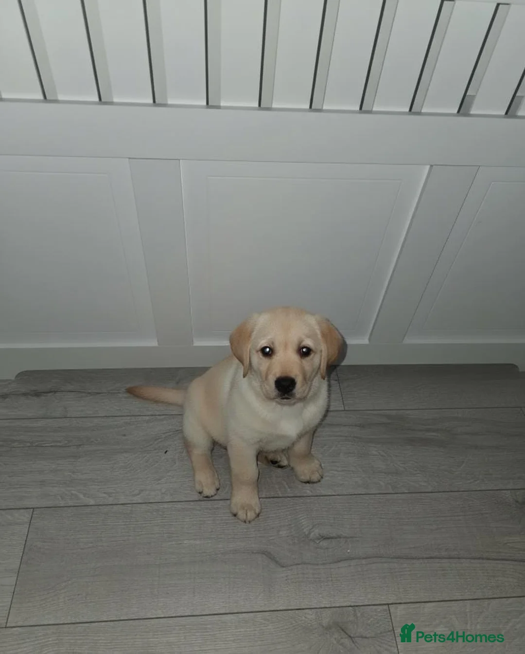Labrador Retriever dogs for sale: Chunky Labrador puppies  - Advert 8