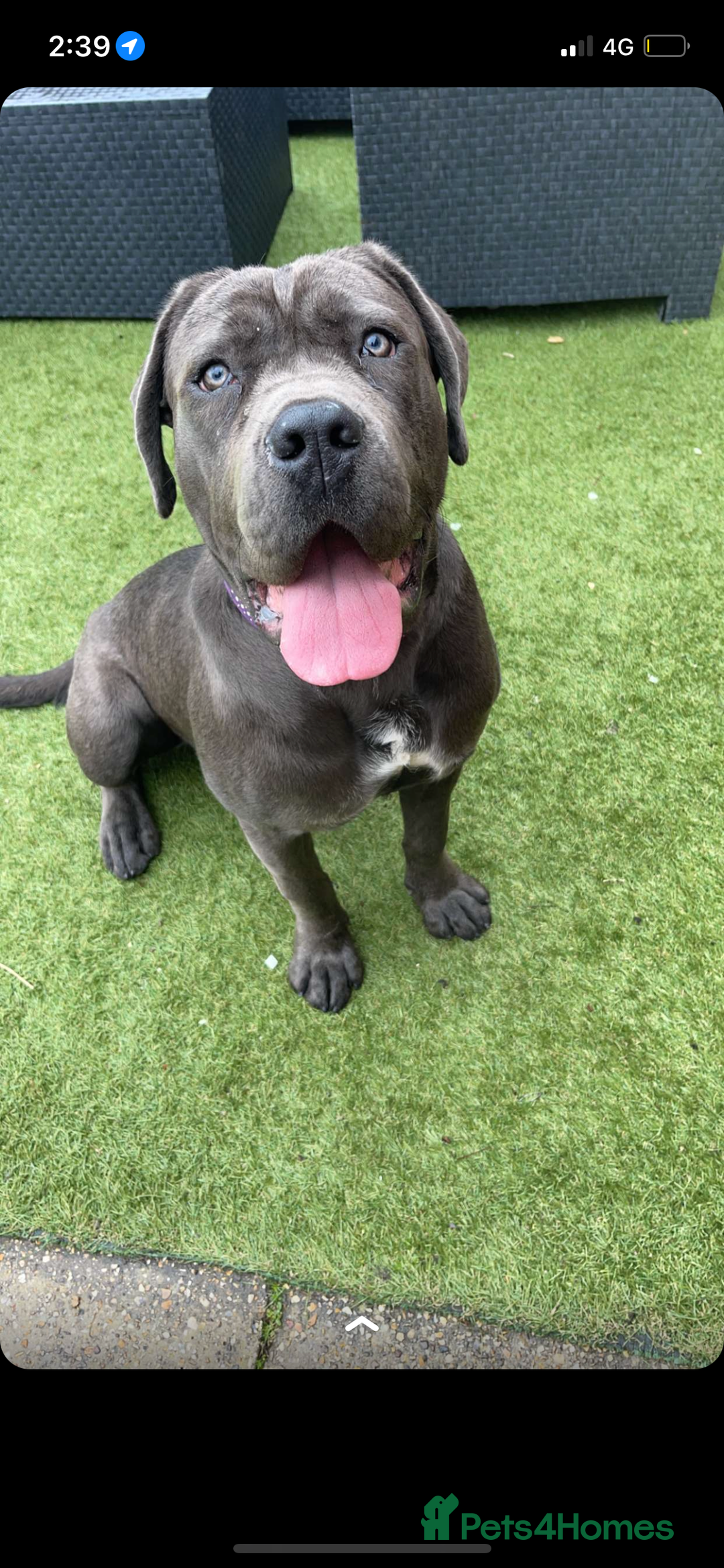 Cane Corso dogs for sale: Cane Corso puppy’s  - Advert 17