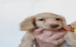 Miniature Dachshund dogs for sale: READY, KC REG PRA CLEAR CREAM MINI L HAIRED DAXI - Image 4