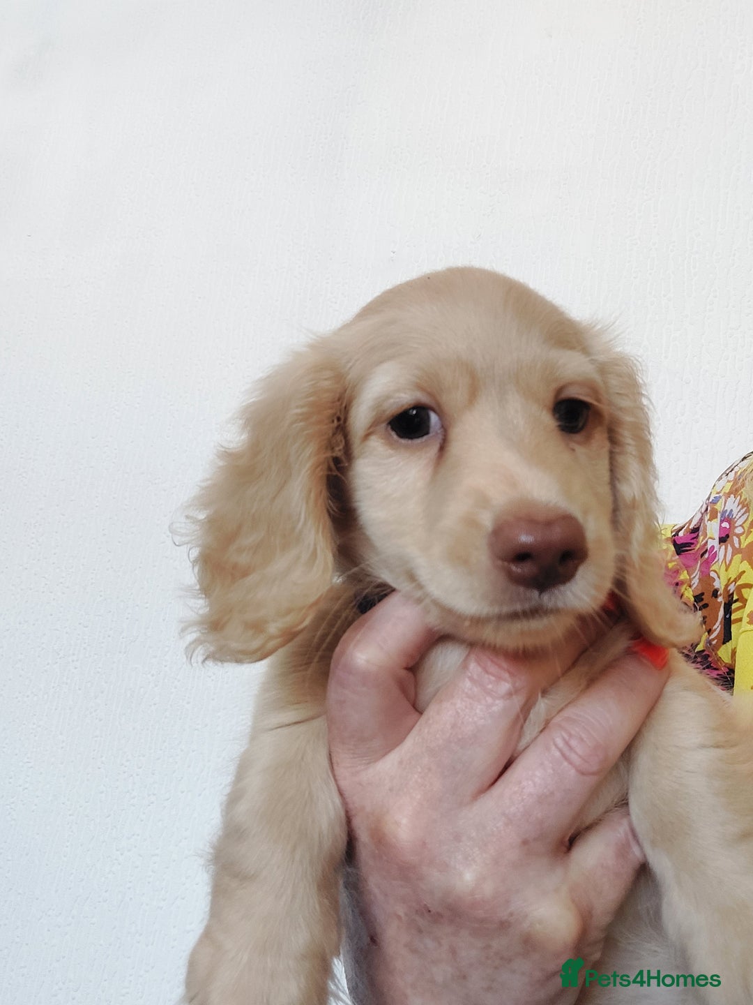 Miniature Dachshund dogs for sale: READY, KC REG PRA CLEAR CREAM MINI L HAIRED DAXI - Image 4