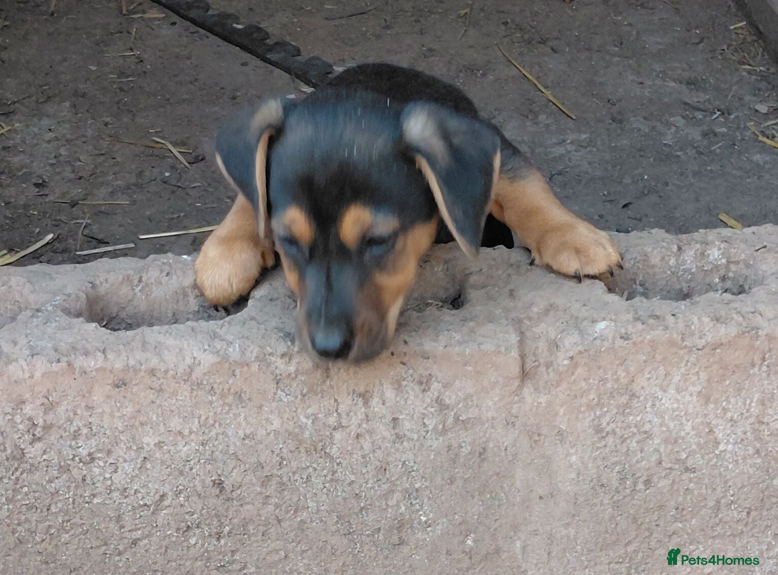 Jack Russell dogs Jack Russell Puppy for Sale - Advert 1