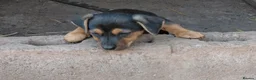 Jack Russell dogs for sale: Jack Russell Puppy for Sale - Advert 1