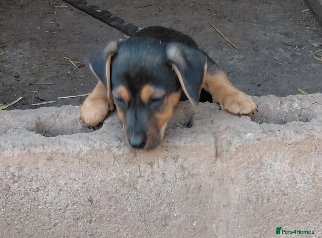 Jack Russell dogs for sale: Jack Russell Puppy for Sale - Advert 1