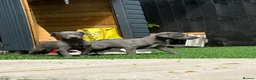 Whippet dogs for sale: Whipets Puppies - Advert 3