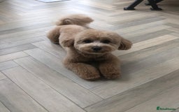 Cavapoo dogs for sale: Beautiful 18 month old cavapoo girl  - Image 2