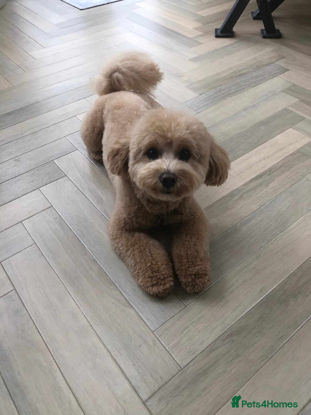 Cavapoo dogs for sale: Beautiful 18 month old cavapoo girl  - Image 2