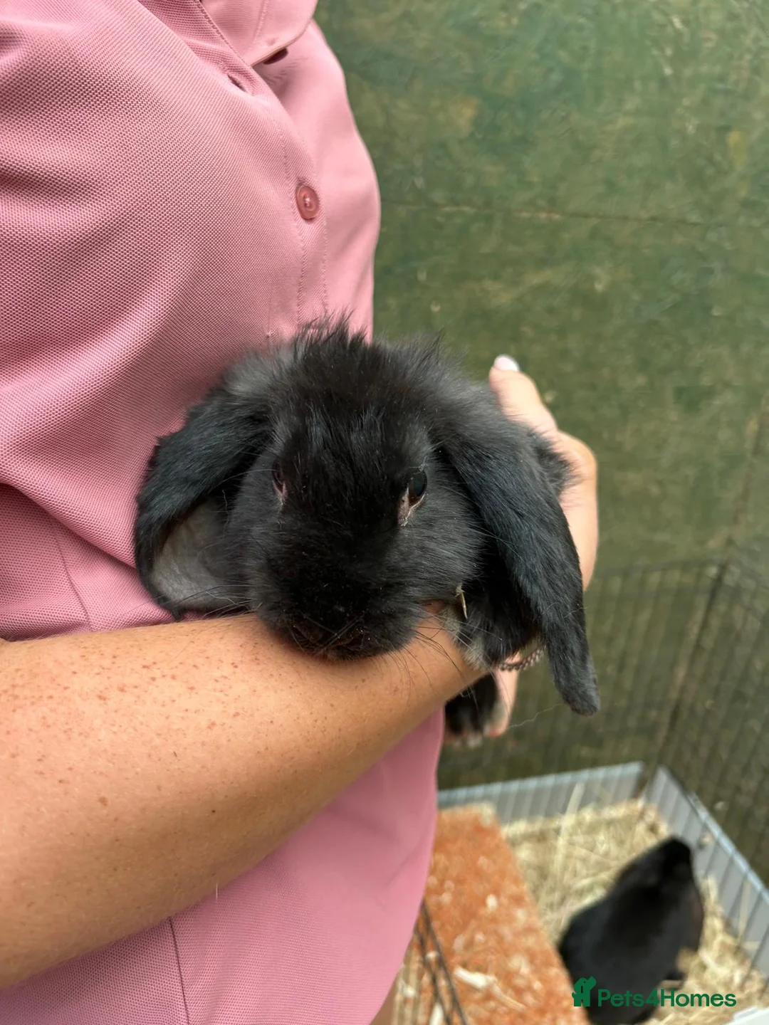 Mini Lop rabbits for sale: Mini Lop Bunnies  in Tamworth - Advert 2