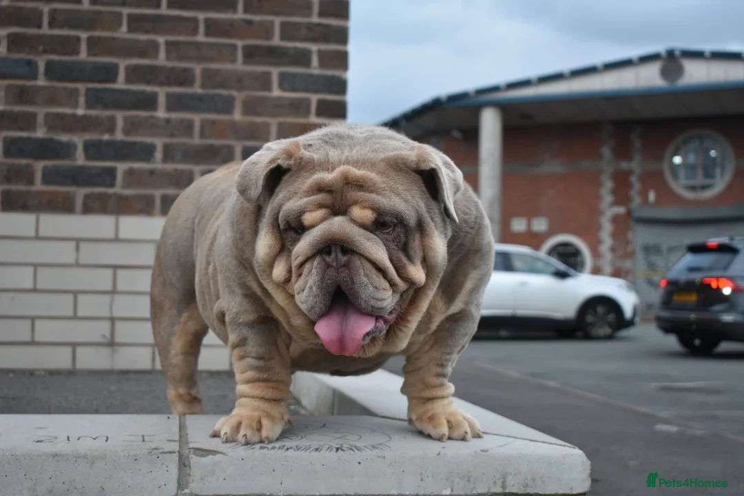 English Bulldog dogs for stud: Target man available for stud 🎯🎯 in Hyde - Advert 14