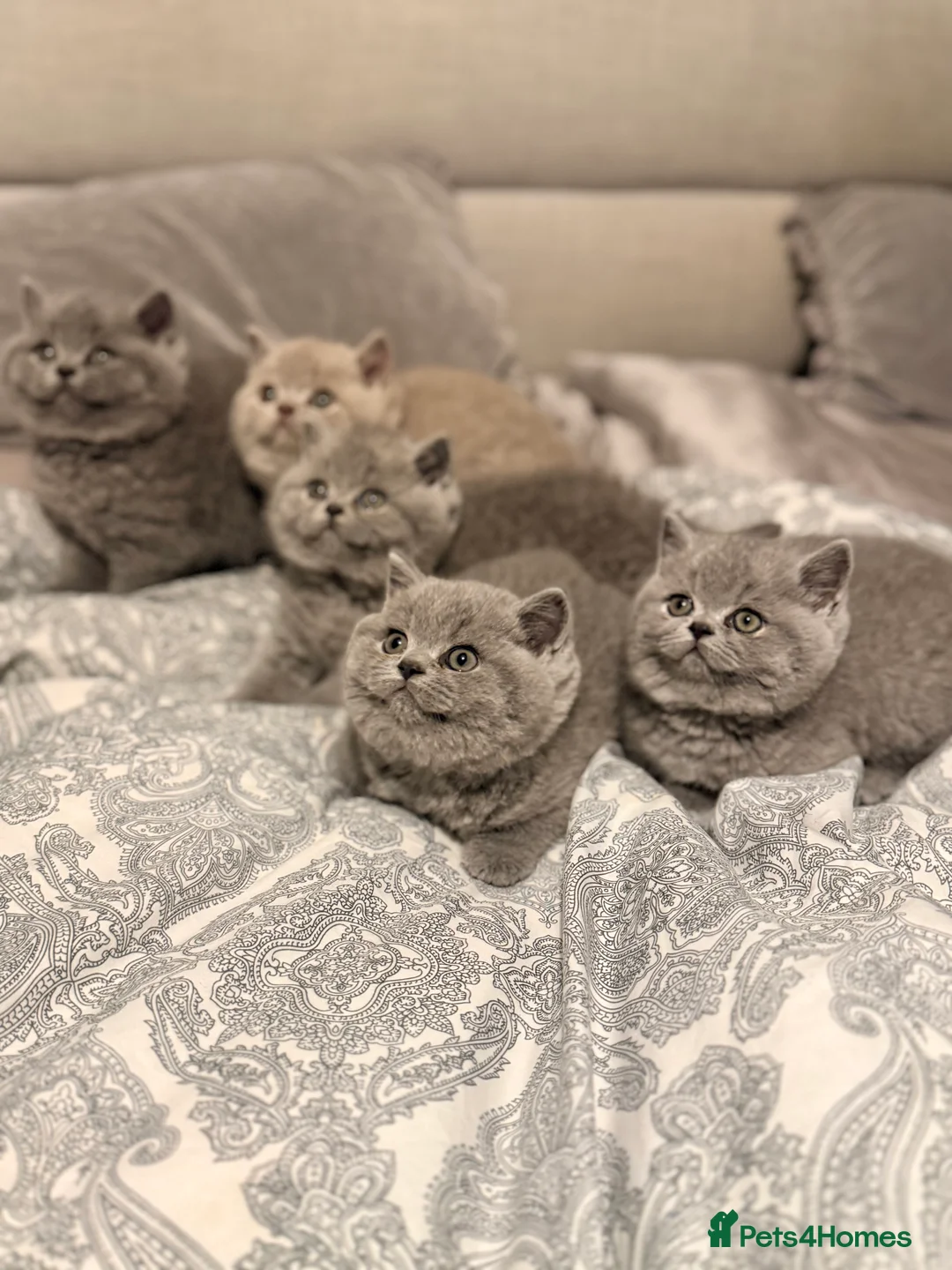 British Shorthair cats for sale: British Shorthair Kittens in Northolt - Advert 10