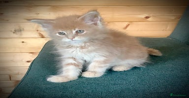 Maine Coon cats - Advert 5